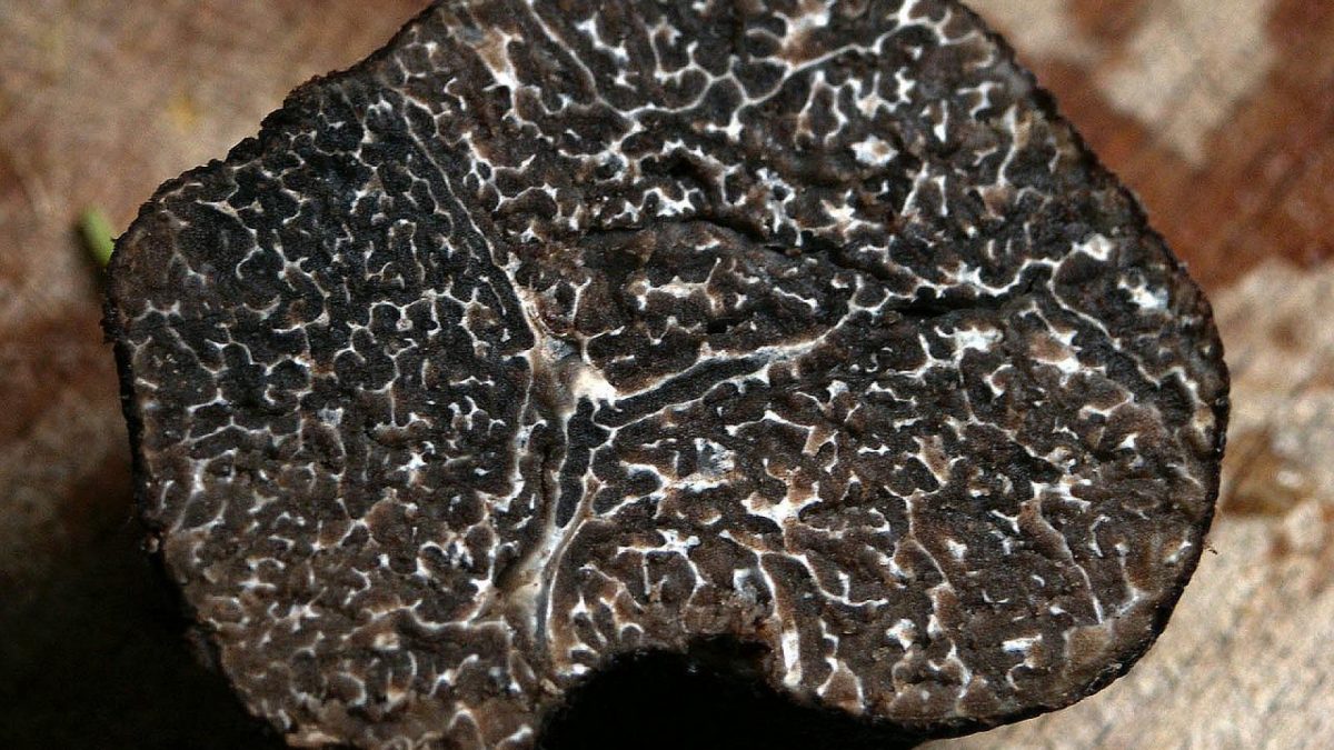 Comment bien choisir ses truffes ?
